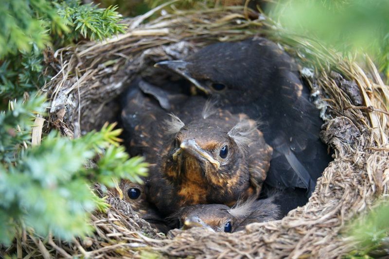 Touching a Baby Bird Will Make the Parents Reject It