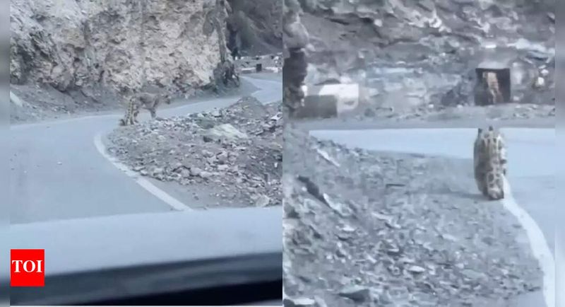 The Enigmatic Snow Leopard