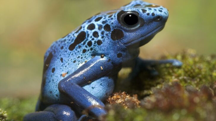 Toxic Beauty: Amazing Facts About Poison Dart Frogs