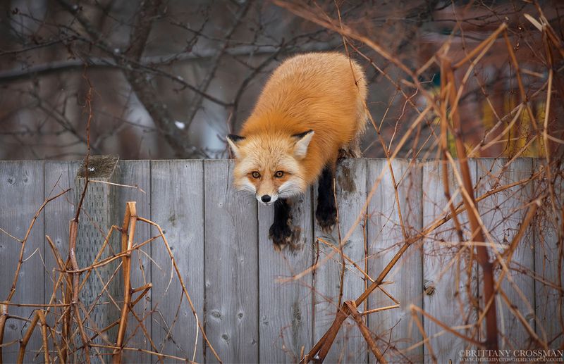 Predatory Wildlife