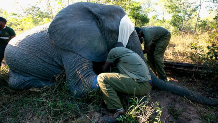 Tracking Elephants in Zimbabwe: GPS Collars Aim to Reduce Human–Wildlife Conflict in a Country Overflowing With Herds