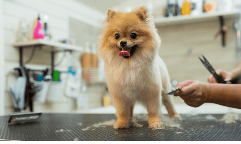 Proper Grooming