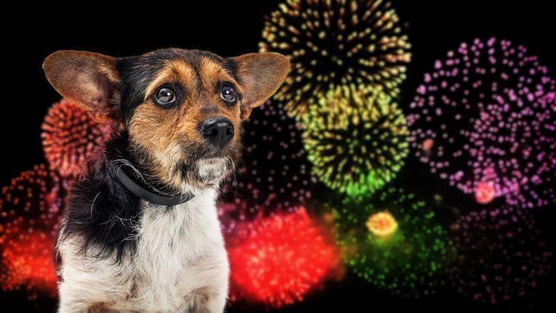 Desensitizing to Fireworks