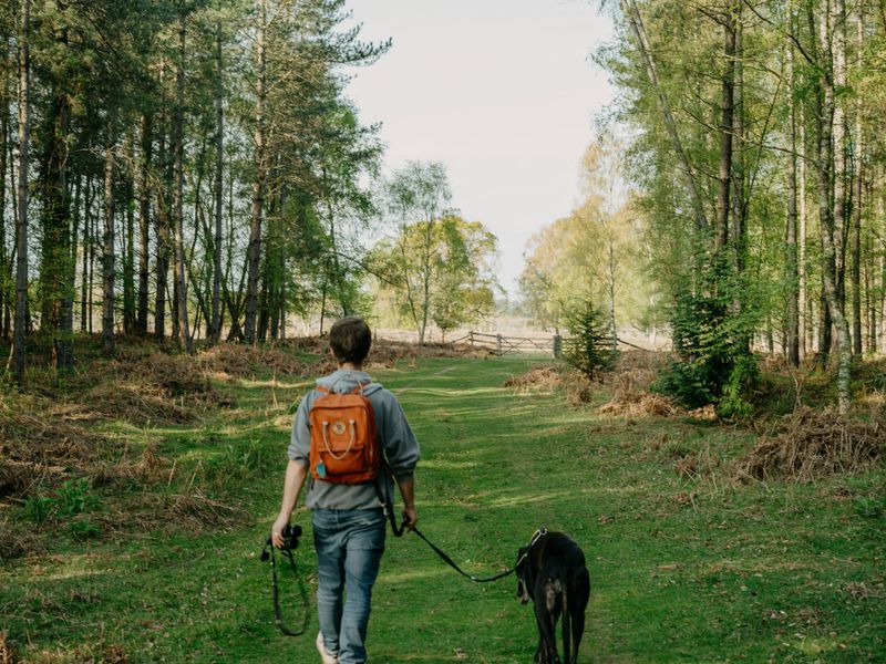 Keeping Dogs Leashed