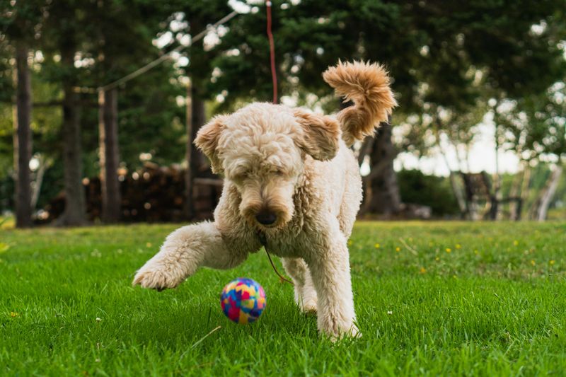 Ball – The Toy Identifier