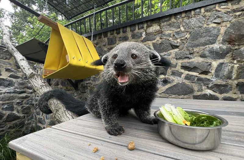 Omnivorous Diet