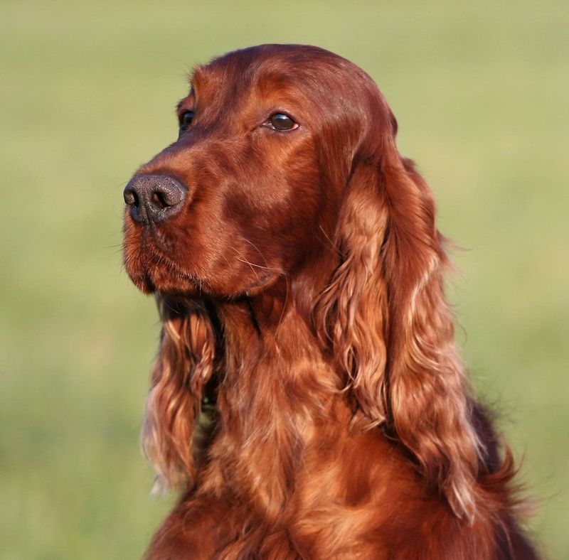Irish Setter