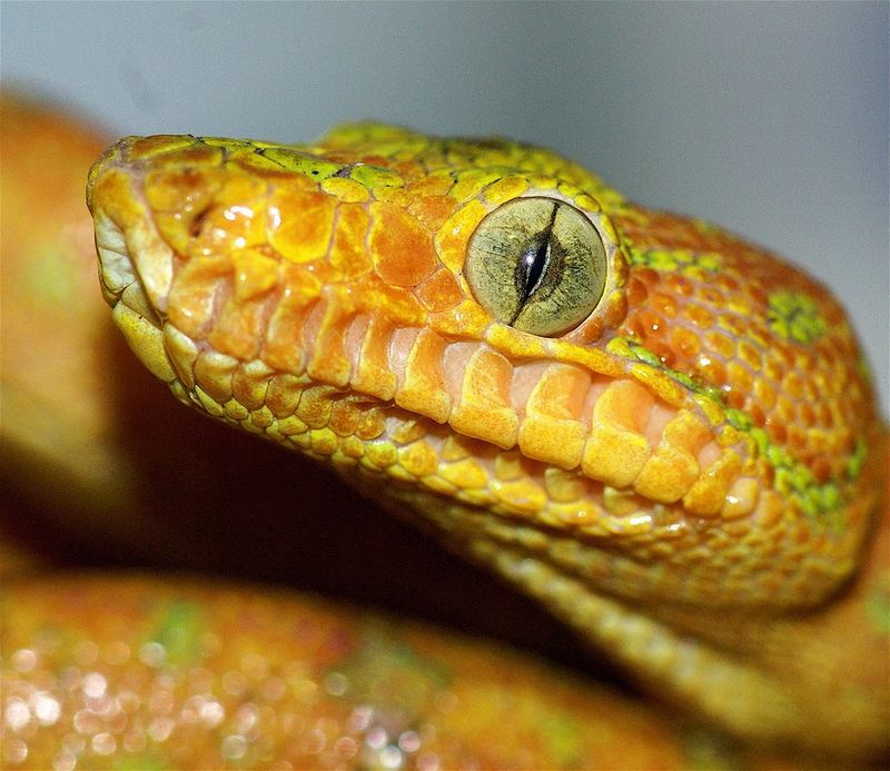 Vertical Pupils