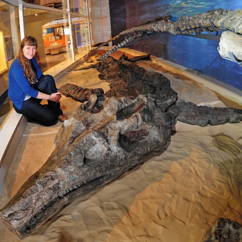 Ichthyosaurus