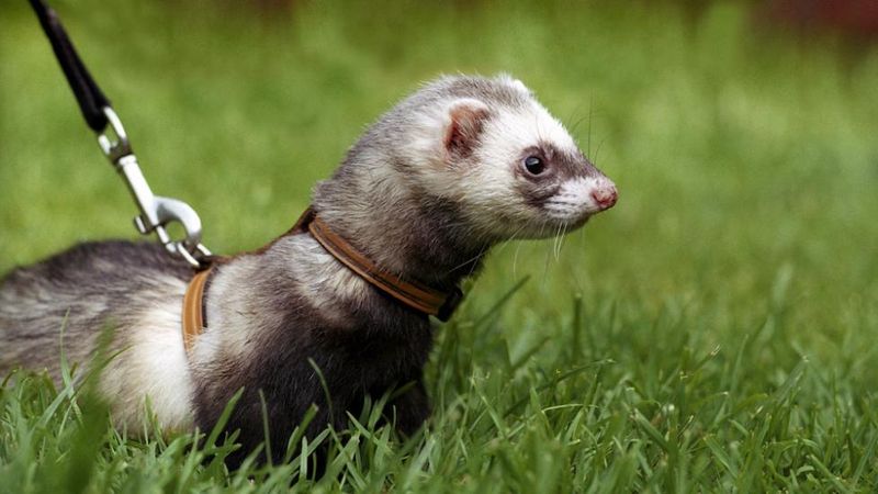 Ferret