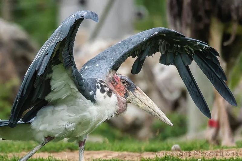 Marabou Stork