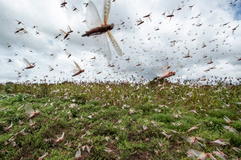 Locusts