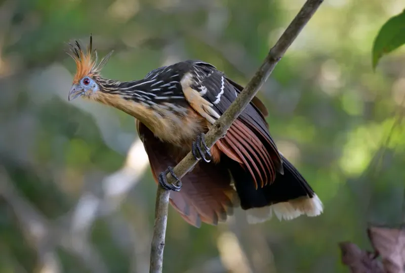 Hoatzin