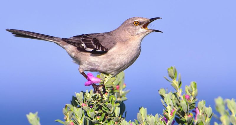 Northern Mockingbird