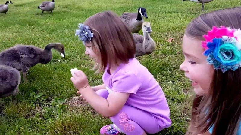 Geese