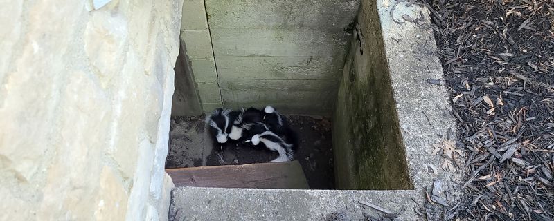 Skunks