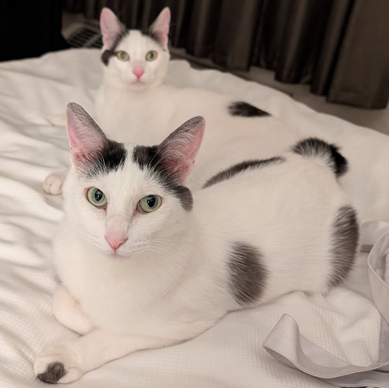 Japanese Bobtail