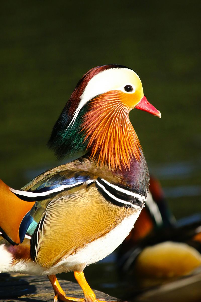 Mandarin Duck