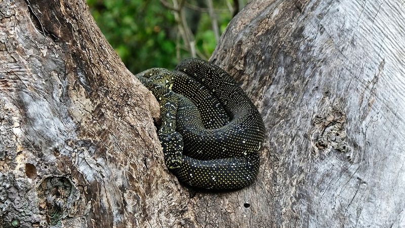 Snake