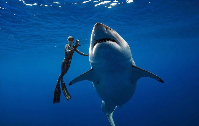 Sharks