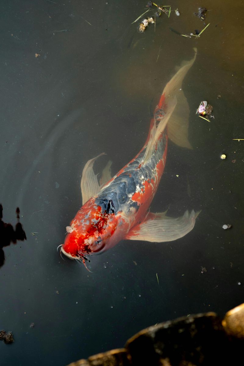Koi Fish