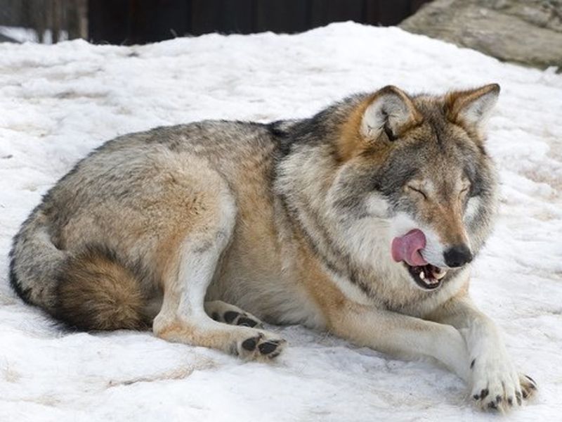 Wolves & Wolf-Dog Hybrids