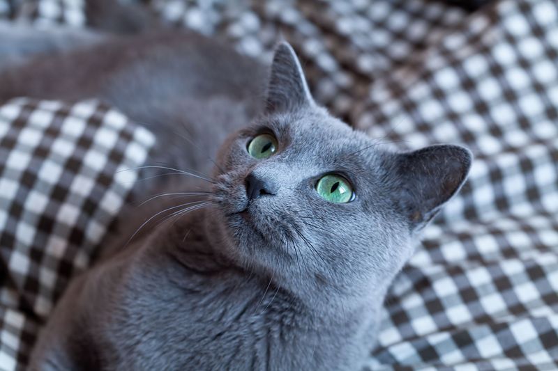 Blue Cat (Russian Blue)