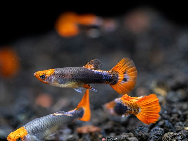 Tuxedo Guppy