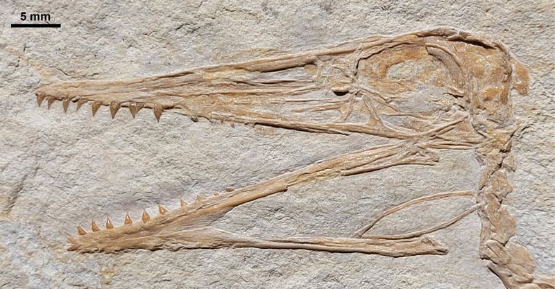 Pterodactyl