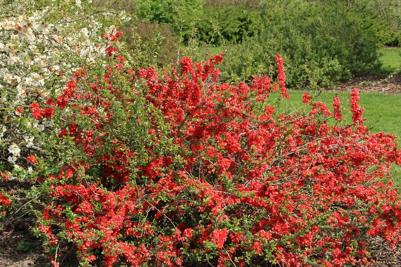 Plant Thorny Bushes