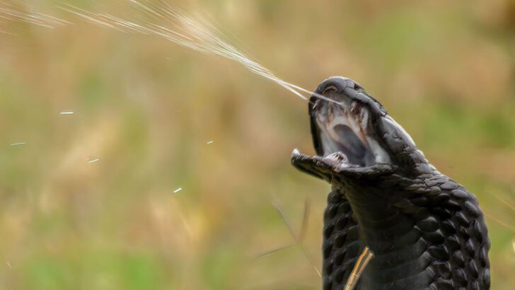 Unbelievable Snake Self-Defense Tactics That Are Totally Bizarre
