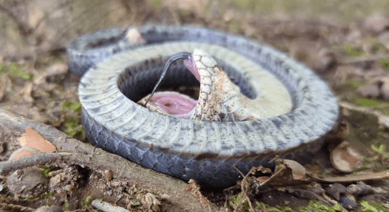 Hognose Snake's Dramatic Death Act