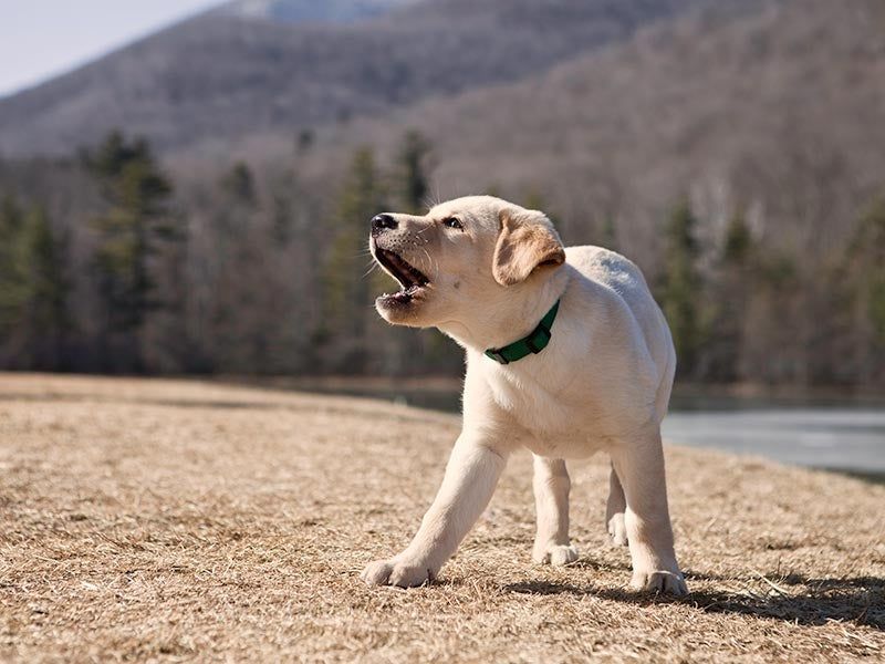 Playful Barking