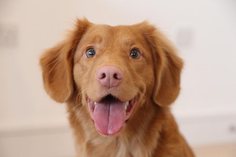 Non-Judgmental Ears