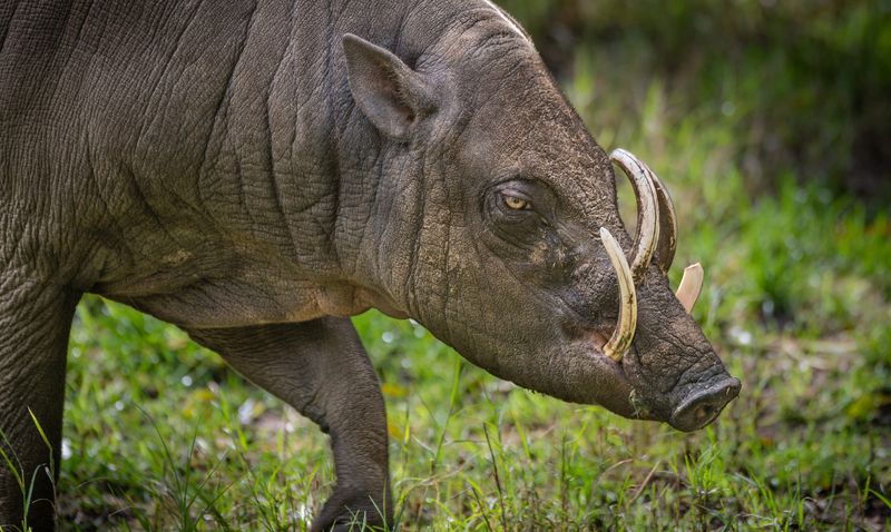 Unconventional Tusks