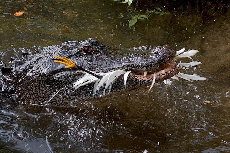 Submerged Hunting Techniques