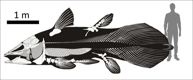 The Coelacanth's Unique Physiology