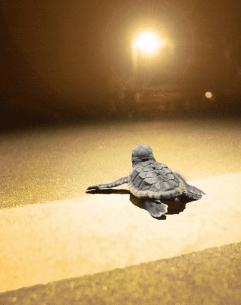 Dangers of Light Pollution