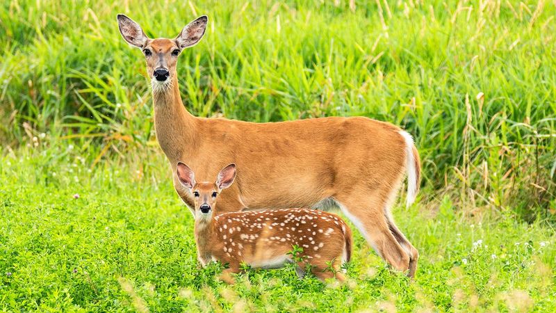 Fawn Survival Tactics