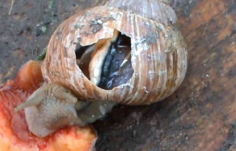 Shell Regeneration