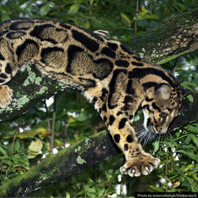 Incredible Climbing Skills