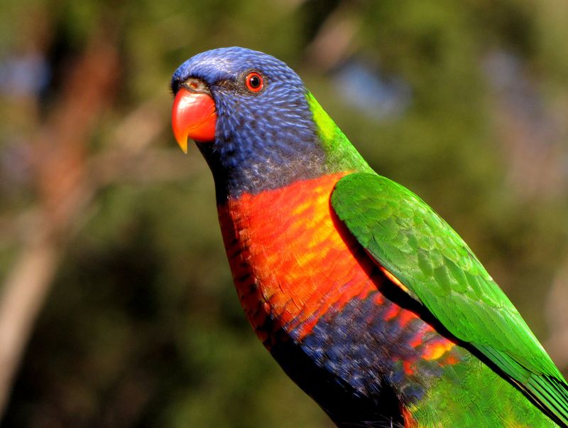 Inquisitive Nature