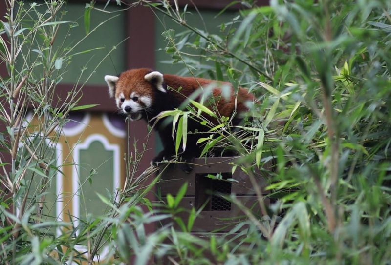 The Quiet Conservationists