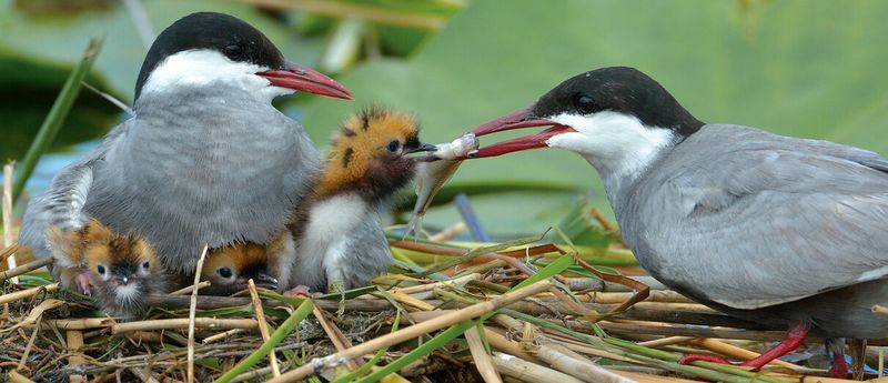 Breeding in the Arctic