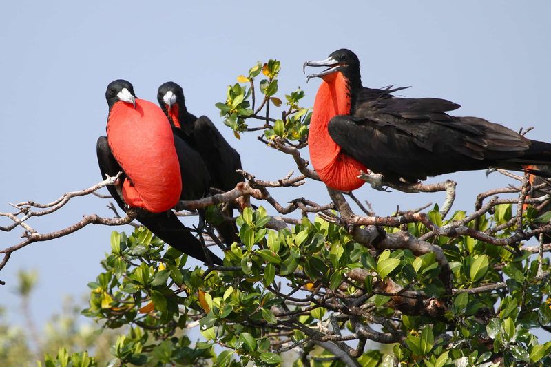Breeding Display