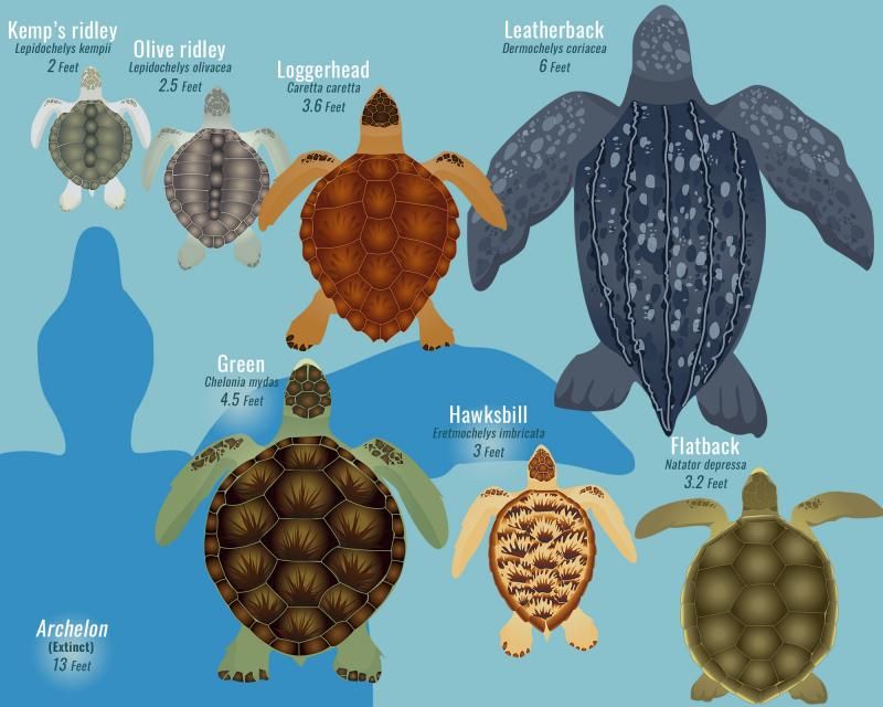 Diverse Species of Sea Turtles