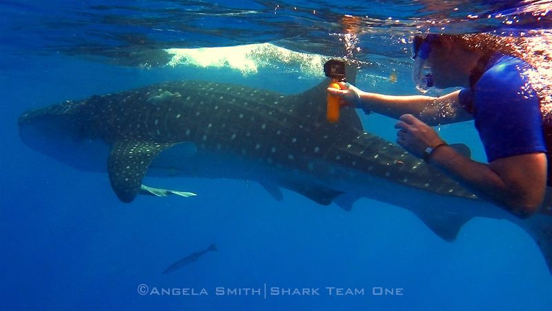 Conservation Efforts