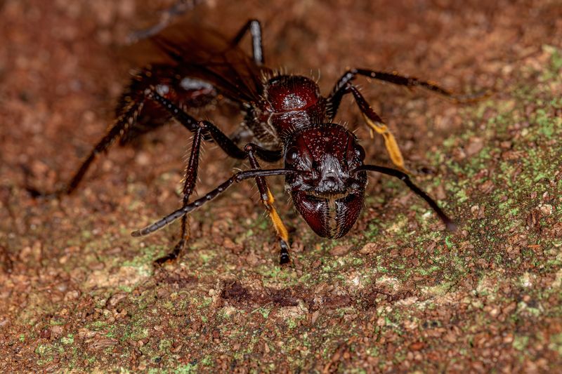 Predators and Threats