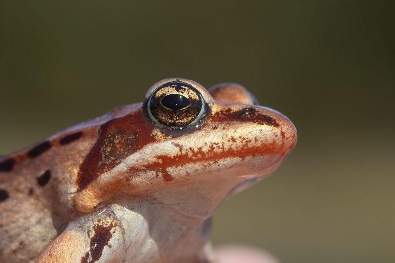Role in Ecosystem