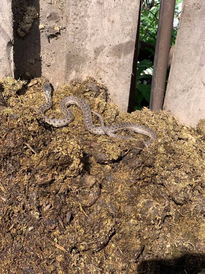 Open Compost Piles